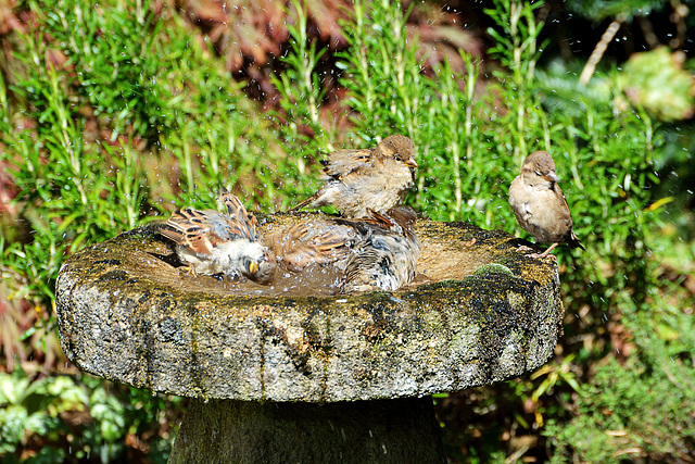 House Sparrow (Passer domesticus) 3