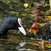 Motherly Love - Coot Style