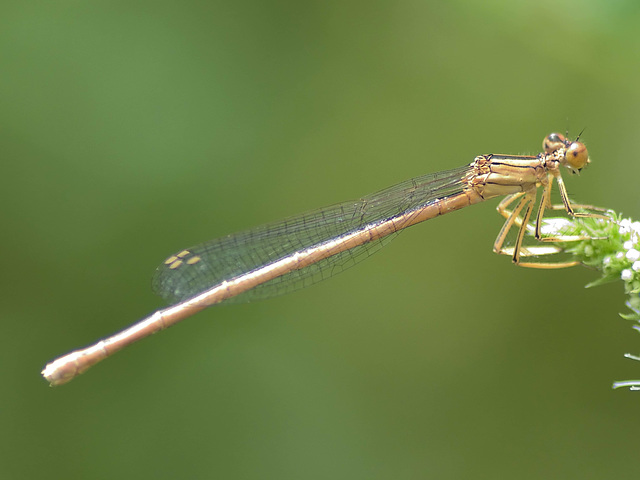 White Featherleg f (Platycnemis latipes) DSB 1291