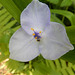 106 Dreimasterblume in seltener Blütenfarbe