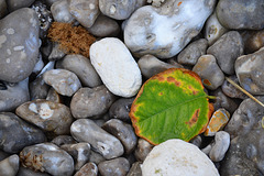 ... automne à la plage ...