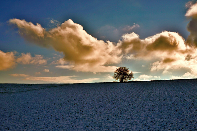 Einsamer Baum in Schneelandschaft - Lonely tree in a snowy landscape