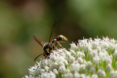 DSCF0557