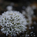 DSCF2496