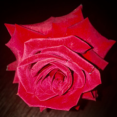 Red velvet rose for Hiroshima and Nagasaki. August 6th. 1945