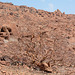 Namibia, Dried up Trees at the Twyfelfontein Valley