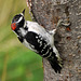 hairy woodpecker CSC 1610