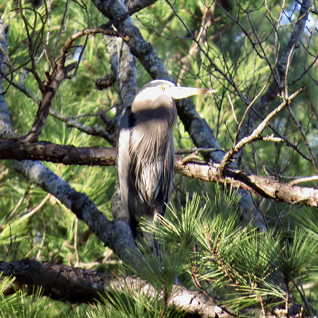 Great blue heron in a pine tree