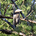 Great blue heron in a pine tree