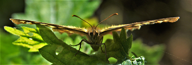 Speckled Wood