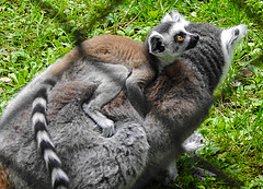 20230728 3352CPw [D~HF] Katta, (Lemur Catta), Tierpark Herford