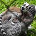 20230728 3352CPw [D~HF] Katta, (Lemur Catta), Tierpark Herford