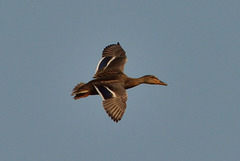 Mallard (Anas platyrhynchos)