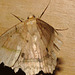 IMG 7121moth