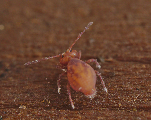 EF7A1039springtail