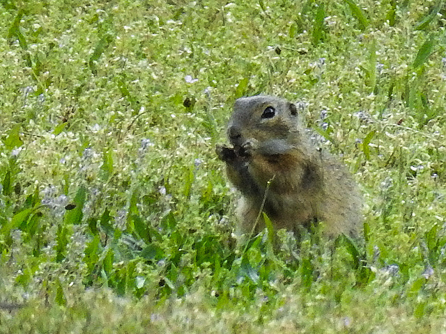 20170517 1475CPw [A] Ziesel (Citellus citellus), Neusiedler See