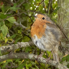 The Gazebo robin waiting to be fed