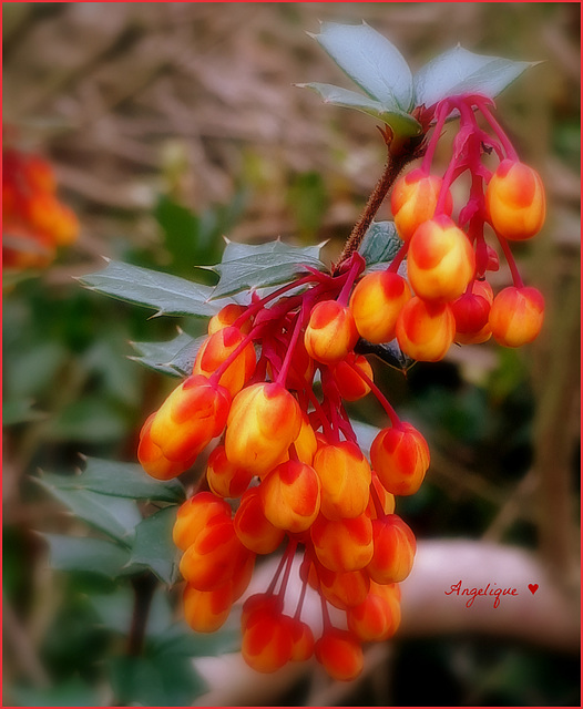 Berberis lologensis Apricot Queen !