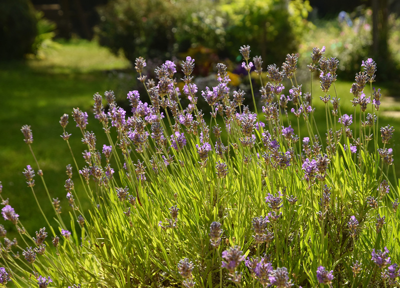 Lovely Lavender!