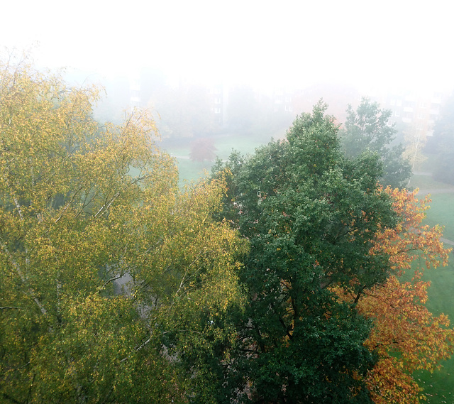 Morgennebel