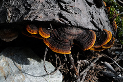 Gloeophyllum sepiarium, Canada L1010889