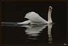 cygne