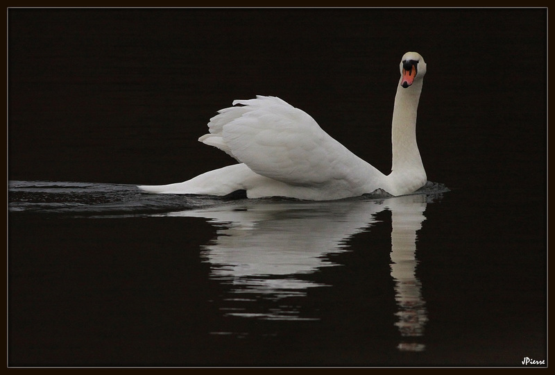 cygne