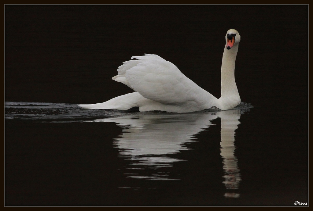 cygne