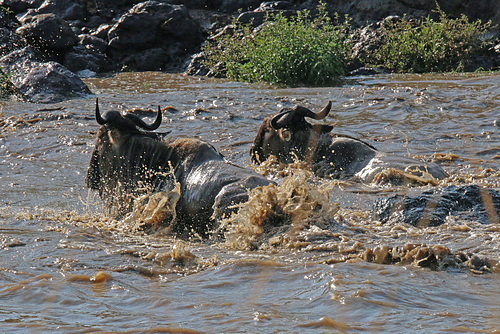 Crossing the Mara River