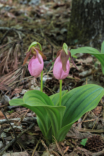 Cypripedium acaule (Pink Lady's-slipper orchid)