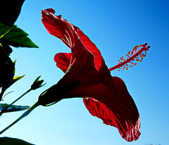 Il primo fiore di ibisco - CWP Giugno 2020 - 8° places -         strong contrast photos