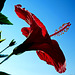 Il primo fiore di ibisco - CWP Giugno 2020 - 8° places -         strong contrast photos