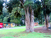 Taumaranui Camp At Mananui.