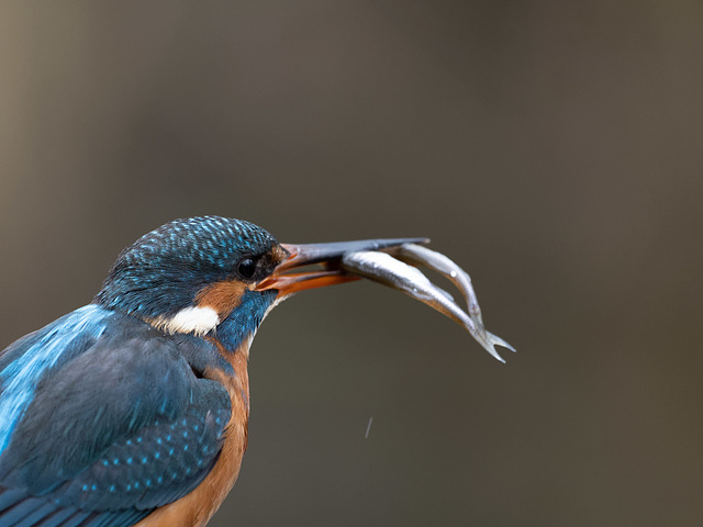 Eisvogel