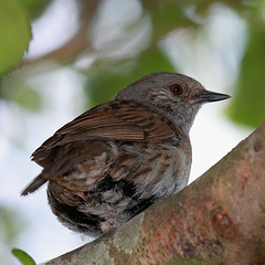 IMG 9471 dunnock dpp