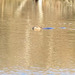 Beaver swimming across the pond