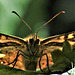 Speckled Wood