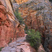 Zion National Park, Observation Point Trail