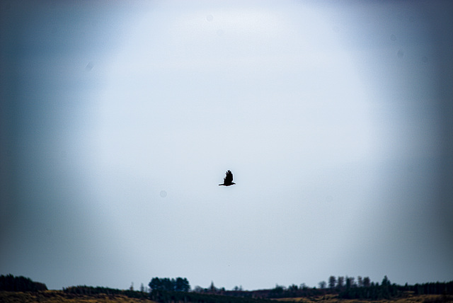 20240319_benneckenstein_spaziergang (d800)