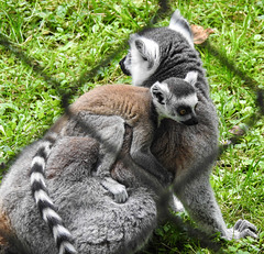 20230728 3353CPw [D~HF] Katta, (Lemur Catta), Tierpark Herford