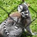 20230728 3353CPw [D~HF] Katta, (Lemur Catta), Tierpark Herford
