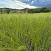 Wheat fields.