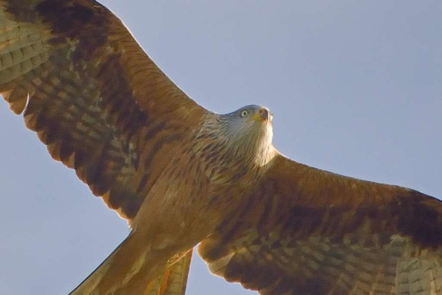 Red Kite (Milvus milvus) 01