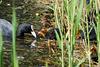 Coot and Chicks