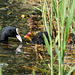 Coot and Chicks