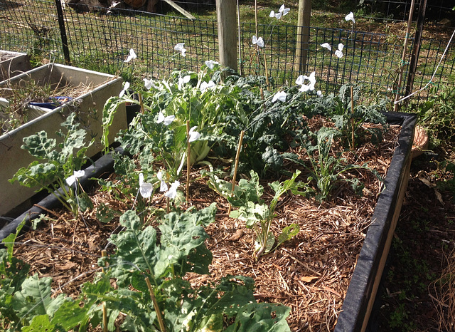 eco-friendly cabbage white butterfly repellent