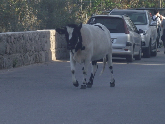 Cow just wandering in the road