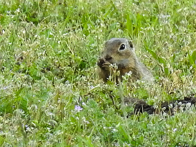 20170517 1477CPw [A] Ziesel (Citellus citellus), Neusiedler See