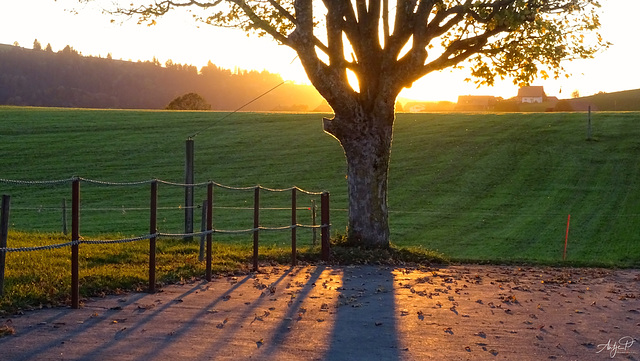 golden sunset fence