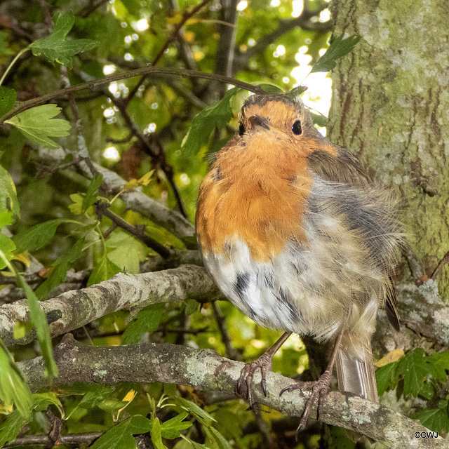 The Gazebo robin waiting to be fed